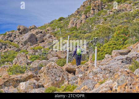 Immagine di un escursionista che naviga su un sentiero roccioso di montagna tra pali da neve su Collins Bonnet, Mount Wellington, Hobart, Tasmania, Australia Foto Stock