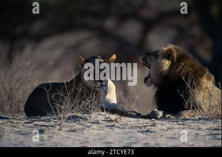 Leone (Panthera leo) Kgalagadi Parco transfrontaliero, Sudafrica Foto Stock