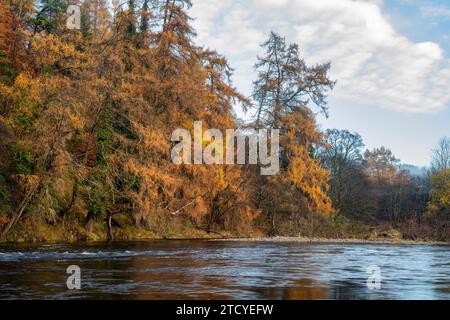 Larix. Larici in tarda autunno lungo il fiume Spey. Craigellachie, Morayshire, Scozia Foto Stock