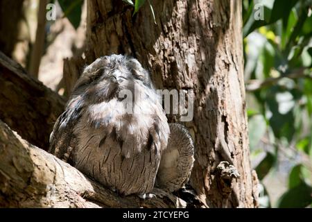il frogmouth tawny lo usa colorare per nascondersi dai preditors poichè si mescola dentro con un albero Foto Stock