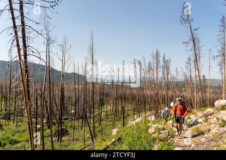 Gli escursionisti attraversano un sentiero forestale bruciato nel Rocky Mountain National Park. Foto Stock