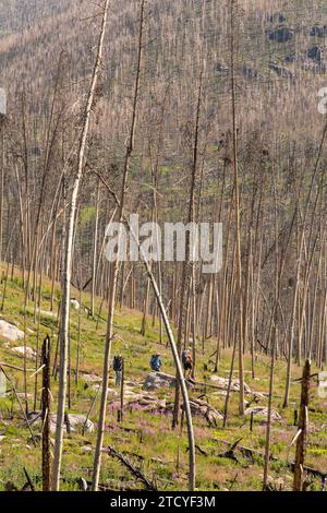 I Backpackers attraversano un sentiero panoramico tra fiori selvatici nel Parco Nazionale delle Montagne Rocciose. Foto Stock