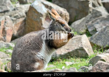 si tratta di una vista laterale di un giovane wallaby di roccia dai piedi gialli Foto Stock