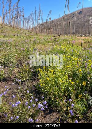 Una nuova vita floreale fiorisce tra gli alberi bruciati sotto un cielo limpido nel parco nazionale di Rocky Mountain. Foto Stock