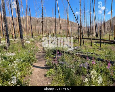 Ricresciti in un paesaggio boschivo bruciato, il parco nazionale delle Montagne Rocciose. Foto Stock