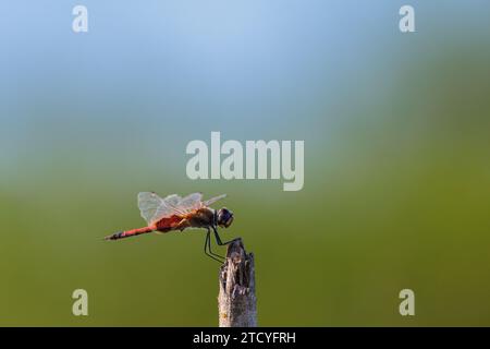 Una libellula comune maschio solista si riposa momentaneamente su un ramo rotto prima di prendere il volo falchi per insetti a St Lawrence, QLD in Australia. Foto Stock