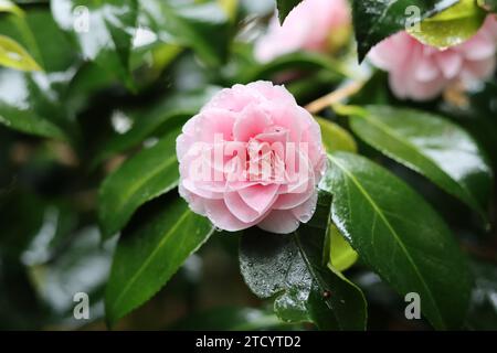 Primo piano di un fiore di camelia rosa in fiore Foto Stock