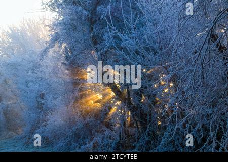 l'alba splende attraverso gli arbusti creando raggi solari Foto Stock