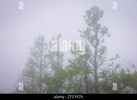 Talimena Scenic Drive, National Scenic Byway Foto Stock