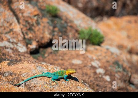 Una colorata lucertola collared presso il Wichita Mountains National Wildlife Refuge, riserva naturale in Oklahoma Foto Stock