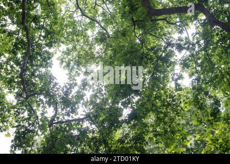 Dettagli e vista su alberi e ferro in Soho Square nel cuore della città di Londra Foto Stock