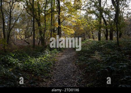 Wimbledon Common durante un flusso di colori autunnali alla fine di novembre, quando l'inverno si avvicina, Greater London, SW19, Inghilterra, Regno Unito Foto Stock