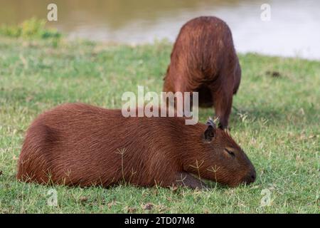 Capybara roditori nel Pantanal di Miranda, Mato grosso do sul Foto Stock