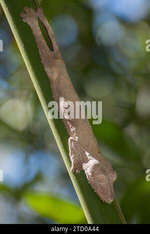 Nosy Bè la bellissima piccola isola del Madagascar composta da due isole Foto Stock