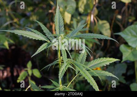 Canapa indiana, marijuana, mary jane (Cannabis sativa), pianta femminile con infiorescenza Foto Stock