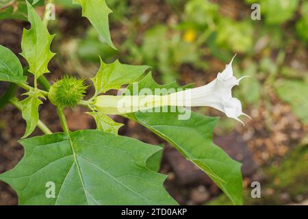 Stramonio, jimsonweed, thornapple, jimson Weed (Datura stramonium), fiore un frutto immaturo, Germania, Baviera Foto Stock