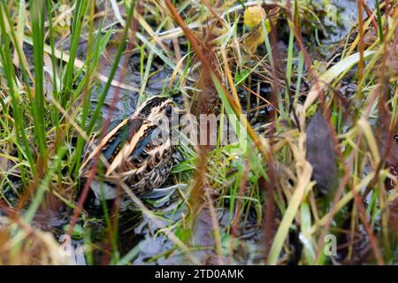 Jack snipe (Lymnocryptes minima, Lymnocryptes minimus), sta prendendo copertura, Paesi Bassi Foto Stock