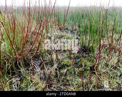 Jack snipe (Lymnocryptes minima, Lymnocryptes minimus), sta prendendo copertura, Paesi Bassi Foto Stock