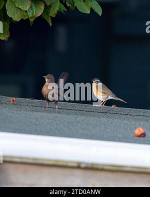 Mughetto sopraccigliato (Turdus obscurus), maschio primo inverno in piedi su un tetto sotto la pioggia, rarissimo vagabondo in Europa, insieme a una femmina Foto Stock