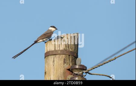 Kingbird con coda a forchetta, flycatcher con coda a forchetta (Tyrannus savana), appollaiato su un palo del telefono, USA Foto Stock