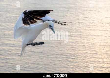 Gannet settentrionale (Sula bassana, Morus bassanus), avvicinamento alla roccia, Germania, Schleswig-Holstein, Heligoland Foto Stock