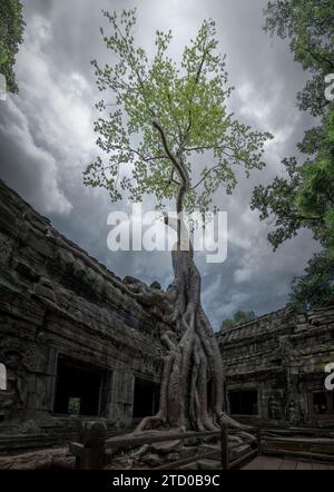 Le maestose radici degli alberi avvolgono antiche rovine del tempio sotto un cielo spettacolare ad Angkor, Cambogia. Foto Stock