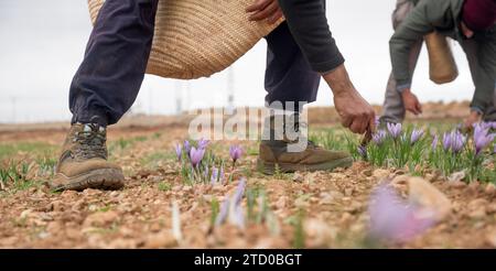 I lavoratori raccolgono meticolosamente a mano delicate crocche di zafferano in un vasto campo, catturando l'essenza della tradizionale raccolta delle spezie Foto Stock