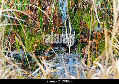 Jack snipe (Lymnocryptes minima, Lymnocryptes minimus), sta prendendo copertura, Paesi Bassi Foto Stock