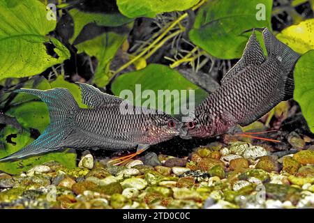 Pesci paracadutisti neri, pesci paradisiaci neri (Macropodus spechti, Macropodus concolor), maschi che combattono la bocca Foto Stock