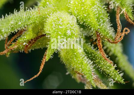 Canapa indiana, marijuana, mary jane (Cannabis sativa), pianta femminile, trichomi resinosi sulle piccole foglie Foto Stock