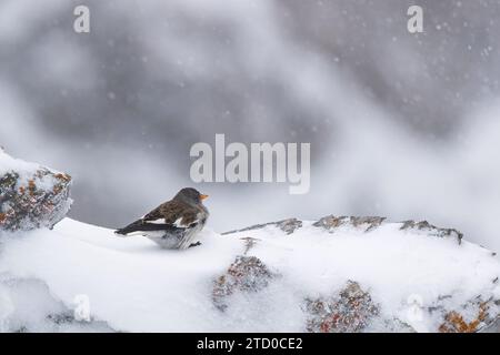Un piccolo passero alpino arroccato su una roccia innevata in mezzo a una tormenta nelle Alpi svizzere, che esemplifica la sopravvivenza nella natura selvaggia. Foto Stock