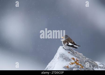 Un solitario passero alpino sorride il freddo, appollaiato in cima a una cima innevata delle Alpi svizzere, con fiocchi di neve che cadono dolcemente intorno ad esso. Foto Stock