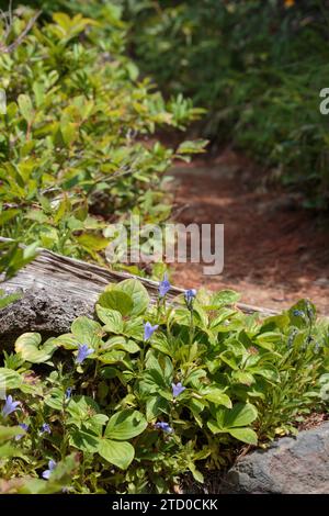 Piccoli fiori blu lungo il sentiero escursionistico di montagna Foto Stock