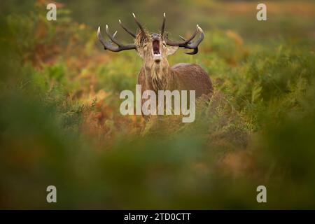 Un potente cervo rosso ruggisce in mezzo alla spazzola verde, mostrando le sue corna nella stagione autunnale del Regno Unito. Foto Stock