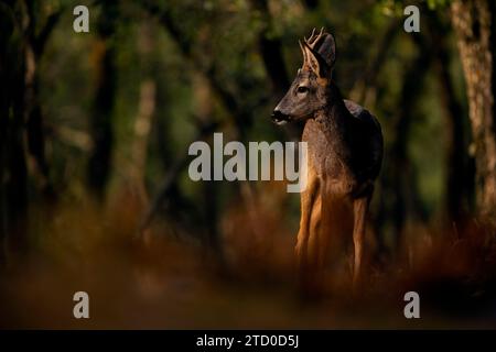Un capriolo solitario si erge nei tranquilli boschi, inondati dalla luce soffusa di un sole che sorge, evidenziando la sua delicata presenza tra gli alberi. Foto Stock