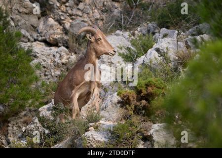 Una pecora barbaresca si erge su un terreno roccioso, mescolandosi all'habitat naturale con il suo manto marrone. Foto Stock