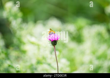 Un'ape comune si poggia sui petali di un fiore rosa brillante, adagiata su uno sfondo verde morbido, catturando l'essenza della primavera. Foto Stock