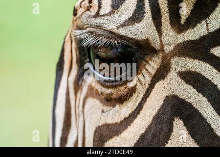 Macro shot che cattura gli intricati dettagli dell'occhio di una giraffa, circondati dal caratteristico motivo della pelle. Foto Stock