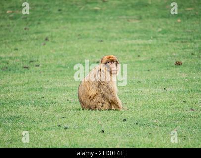 Un macaco barbario solitario con un'espressione contemplativa si trova su una vibrante erba verde, che mostra il comportamento della fauna selvatica. Foto Stock