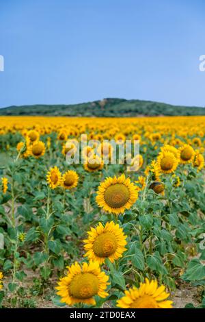 Infinite file di girasoli in fiore si estendono verso l'orizzonte sotto un cielo blu brillante, evidenziando la bellezza dell'agricoltura rurale. Foto Stock