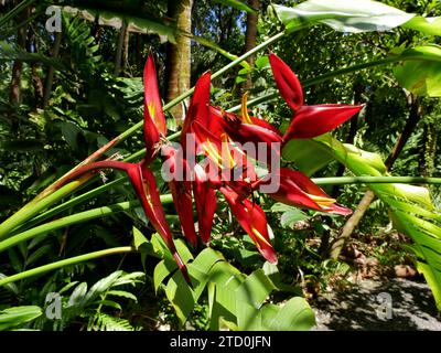 Heliconia stricta Huber fiore rosso, fiori tropicali a Reunion Foto Stock