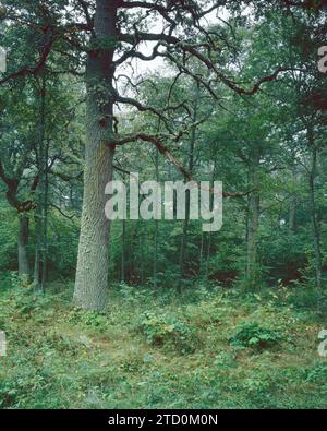 Albero di quercia, Svezia Foto Stock