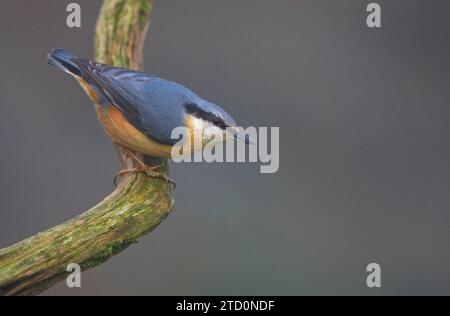 Nuthatch appollaiato su un ramo Foto Stock