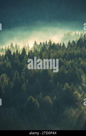 Foresta di pini nebbiosi sul pendio di montagna in una riserva naturale, colpo verticale Foto Stock