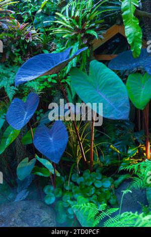 Orecchie di elefante nel buio giardino tropicale della foresta pluviale con nebbia mattutina Foto Stock