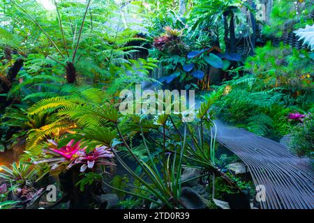 Giardino tropicale scuro con nebbia mattutina Foto Stock