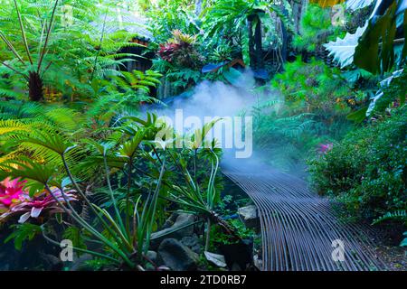 Giardino tropicale scuro con nebbia mattutina Foto Stock