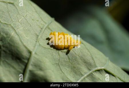 Uova di farfalla bianca, Pieris sp. Sulle foglie di cavolo, Spagna. Foto Stock