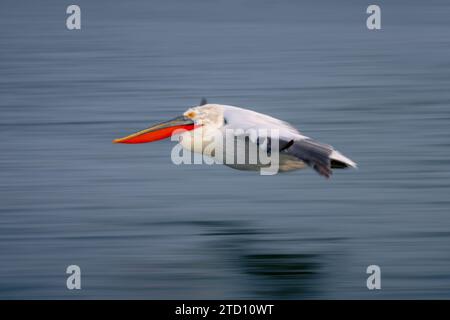 Teglia lenta di pelican che attraversa acqua liscia Foto Stock