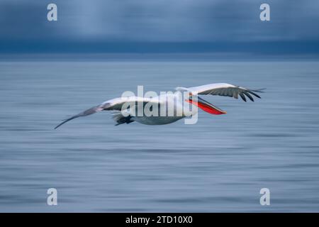 Lento Pan di pelican che attraversa il lago STILL Foto Stock